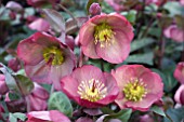 HELLEBORUS PENNYS PINK