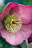 HELLEBORUS PENNYS PINK