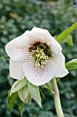 HELLEBORUS TIFFANY