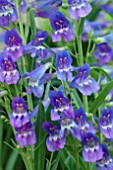 PENSTEMON RIDING HOOD BLUE