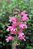 PENSTEMON RIDING HOOD HOT PINK