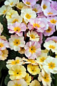 PRIMULA STELLA CHAMPAGNE MIXED