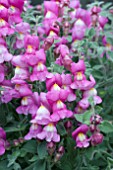 ANTIRRHINUM FLORABELLA JULIA