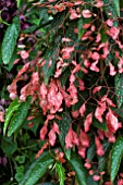 BEGONIA CORALLINA