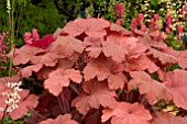 HEUCHERA SOUTHERN COMFORT