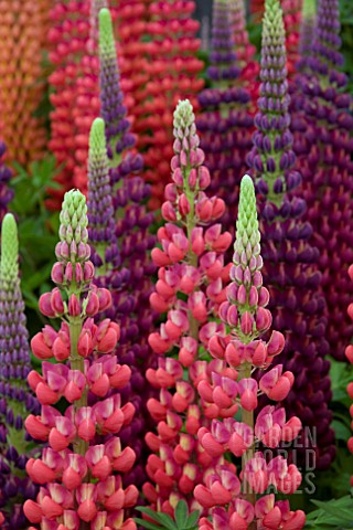 LUPINUS_RED_RUM_WITH_MASTERPIECE