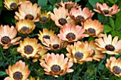 OSTEOSPERMUM ASTRA YELLOW APRICOT