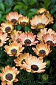 OSTEOSPERMUM ASTRA YELLOW APRICOT