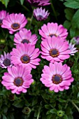 OSTEOSPERMUM ROSE GLOW