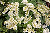 PIERIS JAPONICA SARABANDE