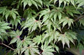 ACER PALMATUM ARIADNE