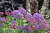 ALLIUM, ASTRANTIA, PERSICARIA RED DRAGON AND BETULA PENDULA