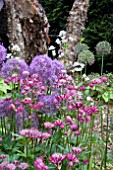 ALLIUM, ASTRANTIA, PERSICARIA RED DRAGON