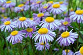 ASTER TONGOLENSIS BERGGARTEN