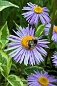 ASTER TONGOLENSIS BERGGARTEN WITH BUMBLE BEE