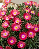 DELOSPERMA GARNET