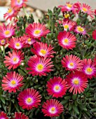 DELOSPERMA GARNET