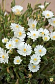 DELOSPERMA MOONSTONE