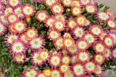 DELOSPERMA RUBY