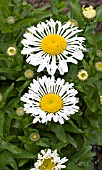 LEUCANTHEMUM LACROSSE