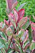 PHOTINIA LOUISE