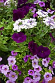 MIXED PATIO PLANTS