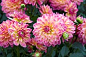 DAHLIA DAHLINOVA ROSE BICOLOUR