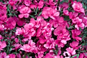 DIANTHUS DINETTA PINK