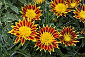 GAZANIA APACHE