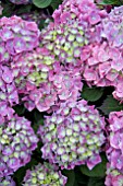 HYDRANGEA BELLA