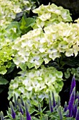 HYDRANGEA MAGICAL NOBLESSE