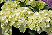 HYDRANGEA MAGICAL NOBLESSE