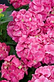 HYDRANGEA ROSITA ROSA