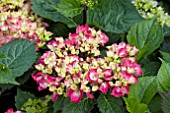 HYDRANGEA MACROPHYLLA ZAMBIA