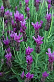 LAVANDULA LUSITANICA