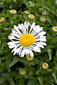 LEUCANTHEMUM LACROSSE