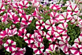 PETUNIA PEPPY CERISE