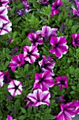 PETUNIA VIVA ROSE STARDUST