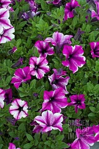 PETUNIA_VIVA_ROSE_STARDUST