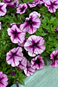 PETUNIA VIVA SELECT PURPLE VEIN