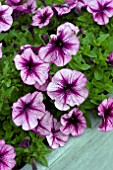 PETUNIA VIVA SELECT PURPLE VEIN