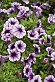 PETUNIA VIVINI VIOLET VEIN, TRAILING PETUNIA, BASKET PLANT,