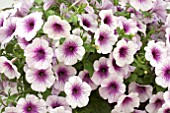 PETUNIA SURPRISE PURPLE ICE