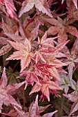 ACER PALMATUM SHINDESHOJO