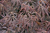 ACER PALMATUM TAMUKEYAMA