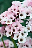 BERGENIA BACH