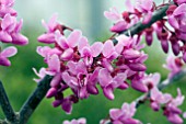 CERCIS FOREST PANSY