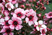 LEPTOSPERMUM MARTINII