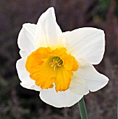 NARCISSUS BELISANA