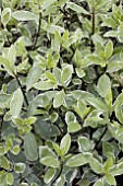 PITTOSPORUM COLLAIG SILVER